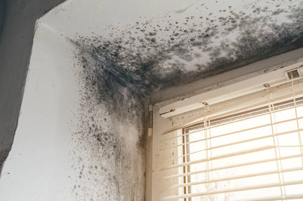 Affordable Mold Remediation solutions in Forest City, NC